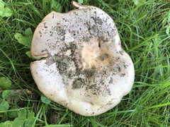Lactarius uvidus
