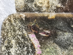 Pachygrapsus socius