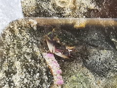 Pachygrapsus socius