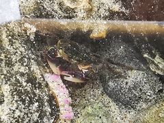 Pachygrapsus socius