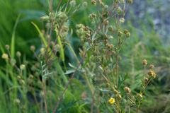 Potentilla bimundorum
