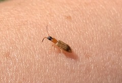 Telephanus