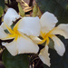 Chonemorpha fragrans - Photo (c) Vinayaraj, μερικά δικαιώματα διατηρούνται (CC BY-SA)