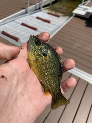 Lepomis gibbosus × cyanellus