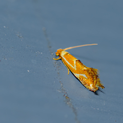 Philonome clemensella