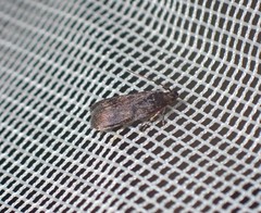 Cryptaspasma