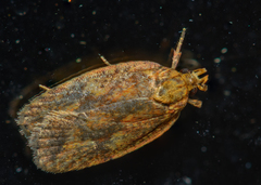 Agonopterix robiniella