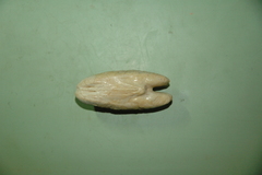 Actinopterygii