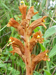 Orobanche elatior