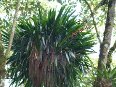 Guzmania multiflora