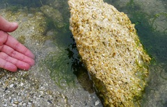 Ulva compressa