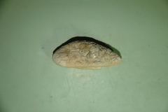 Actinopterygii