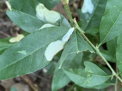 Parectopa bumeliella