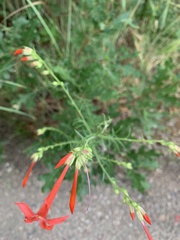Ipomopsis aggregata