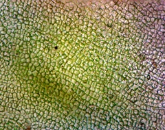Ulva compressa