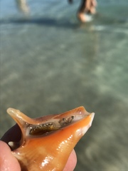 Strombus pugilis