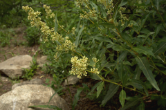 Koenigia phytolaccifolia