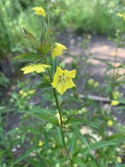 Lysimachia hybrida