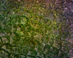Ulva compressa