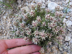 Castilleja nana