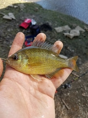 Lepomis punctatus