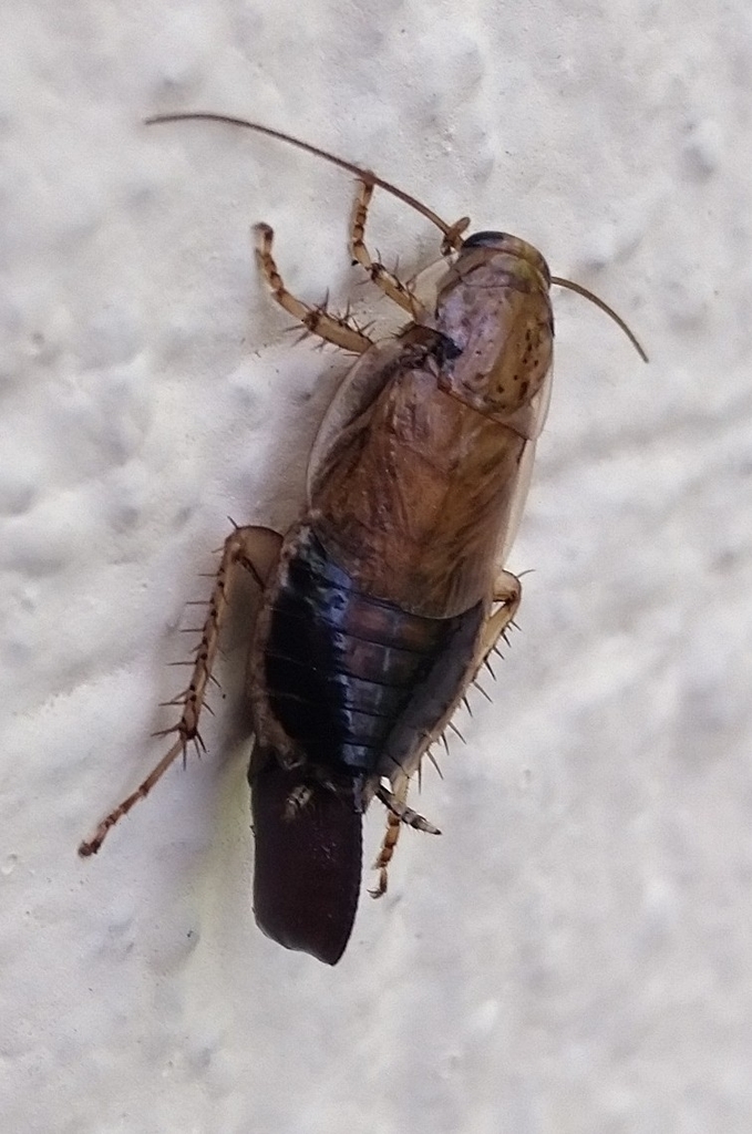 Latiblattella tarasca