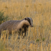 Southwest Asian Badger - Photo (c) mohammad javad rostami ahmadvandi, some rights reserved (CC BY-NC), uploaded by mohammad javad rostami ahmadvandi