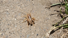 Ceuthophilus californianus