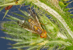 Terellia winthemi