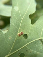 Neuroterus umbilicatus