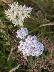 Achillea nobilis