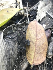 Incilius coniferus