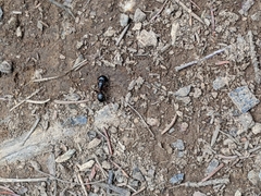 Camponotus herculeanus