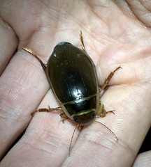 Dytiscus marginalis