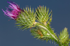 Terellia winthemi