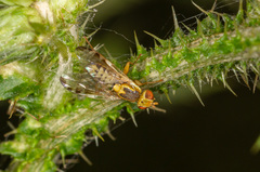Terellia winthemi