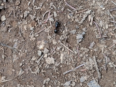 Camponotus herculeanus