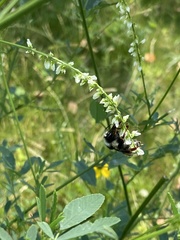 Bombus vancouverensis