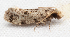 Amydria margoriella