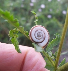 Helicella itala
