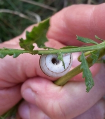 Helicella itala