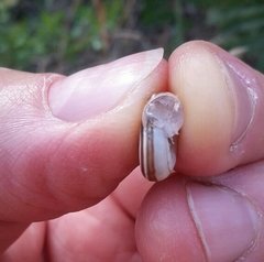 Helicella itala