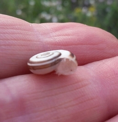 Helicella itala
