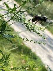 Bombus vancouverensis