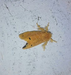 Artaxa guttata