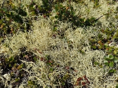 Alectoria ochroleuca