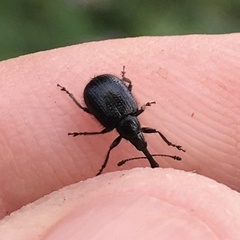 Haplorhynchites aeneus