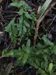 Asplenium sellowianum