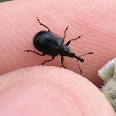 Haplorhynchites aeneus