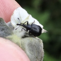 Haplorhynchites aeneus